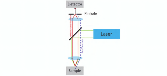 共聚焦显微镜的工作光路示意图