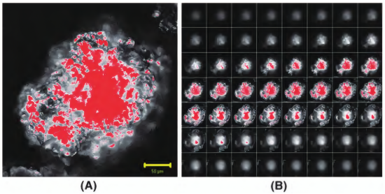 利用染料标记过的催化剂催化所得单个 ＰＥ颗粒