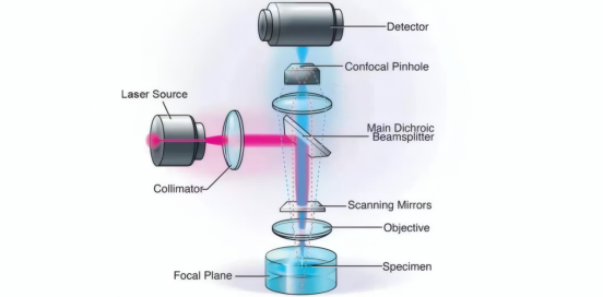 激光共聚焦显微镜成像过程示意图