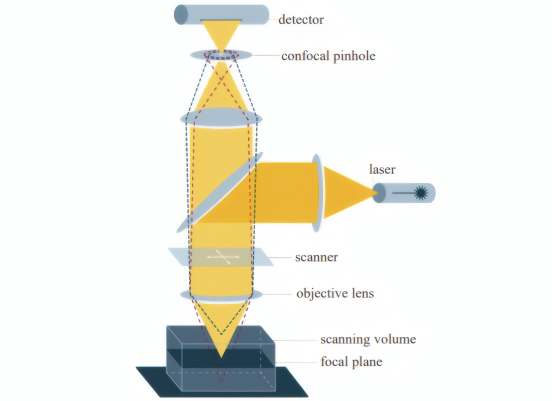 共聚焦显微镜工作原理
