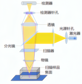 共聚焦显微镜的原理