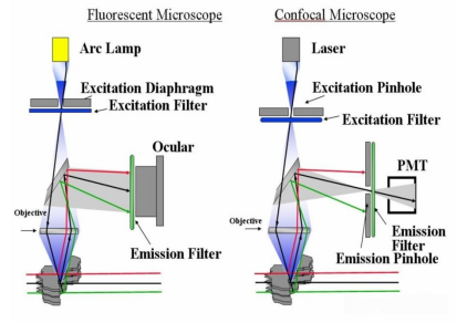 激光扫描共聚焦显微镜与普通显微镜在原理上的区别