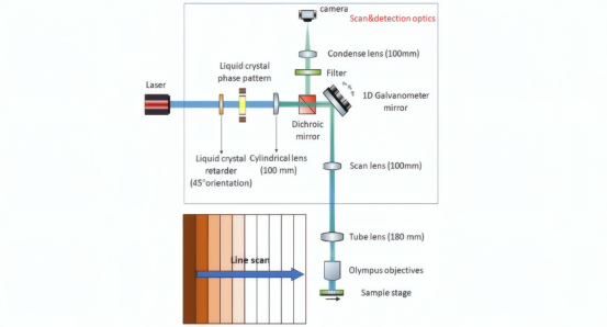 线扫描共聚焦成像原理图