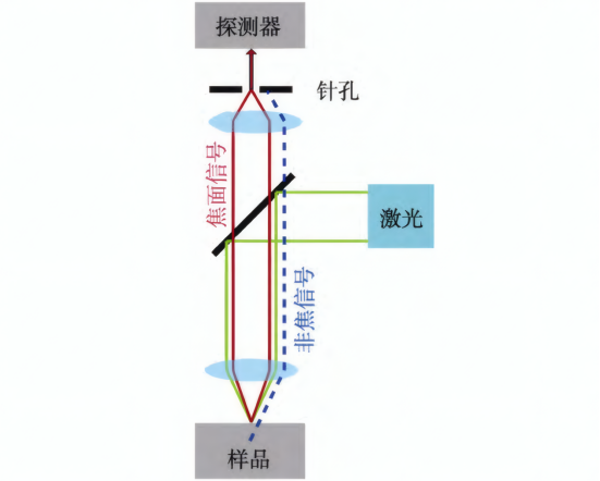 共聚焦显微镜光路示意图