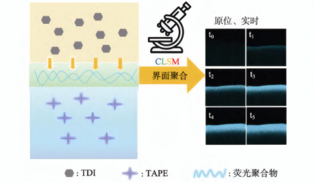 利用共聚焦显微镜原位和实时观测界面聚合反应示意图
