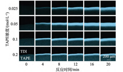 不同浓度的TAPE与TDI界面聚合反应过程采集的原位和实时共聚焦显微镜图片