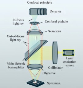 共聚焦显微镜的结构