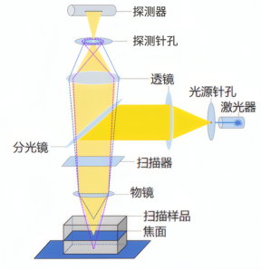 共聚焦显微镜成像原理图