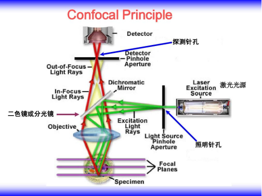 激光扫描共聚焦显微镜技术 激光扫描共聚焦显微镜技术