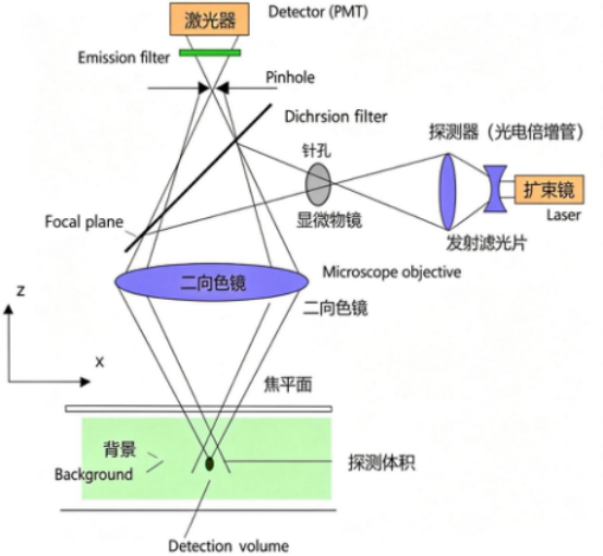 双光子扫描显微镜示意图 双光子扫描显微镜示意图